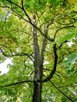Tree Trimming 2 pexels oleksandr p 13923222