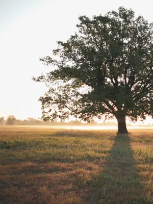 Tree Trimming 5 pexels alexander kovalev 2871478