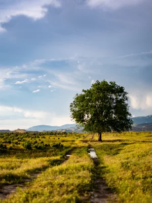 Tree Trimming 4 pexels brett sayles 1128121