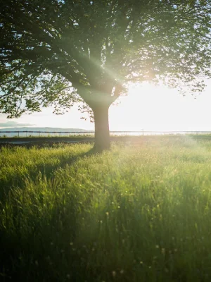 Tree Trimming 3 pexels photo