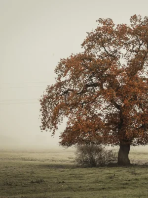 Tree Trimming 6 pexels sebastian beck 3283498