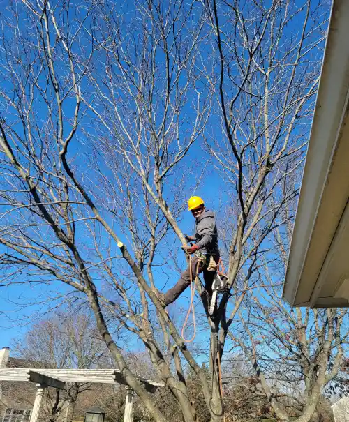 Tree Cabling and Bracing 1 703777529444315909